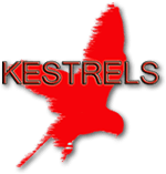 Kestrel